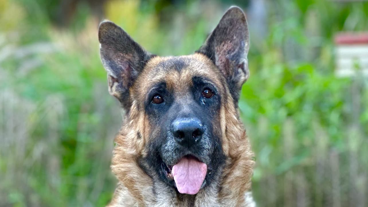 Help Shadow Shine: Grooming and Care Fundraiser
